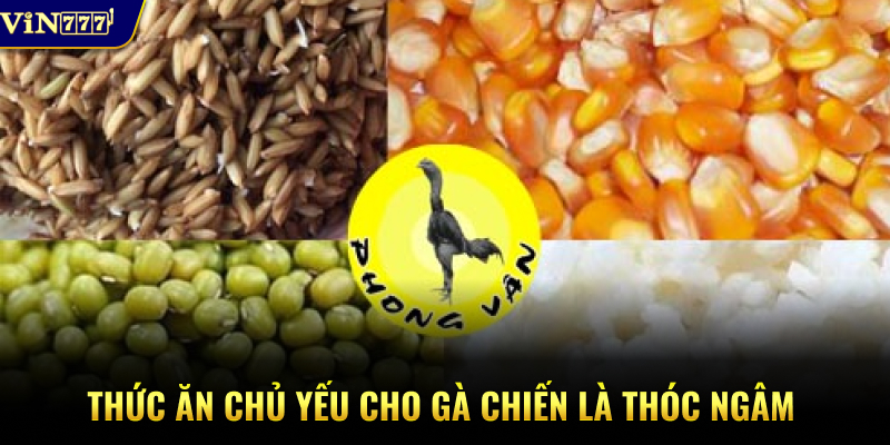 Thức ăn chủ yếu cho gà chiến là thóc ngâm