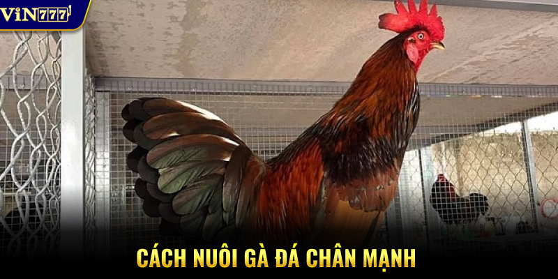 Cách nuôi gà đá chân mạnh