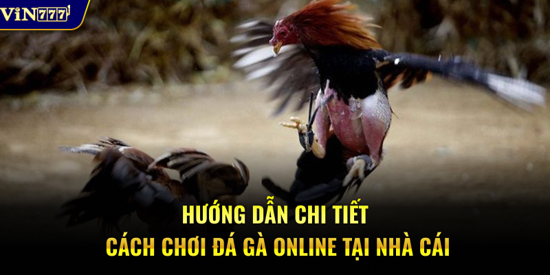 Hướng dẫn chi tiết cách chơi đá gà casino tại nhà cái