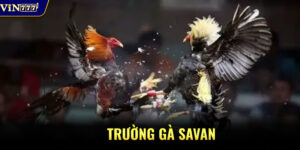 Trường Gà Savan
