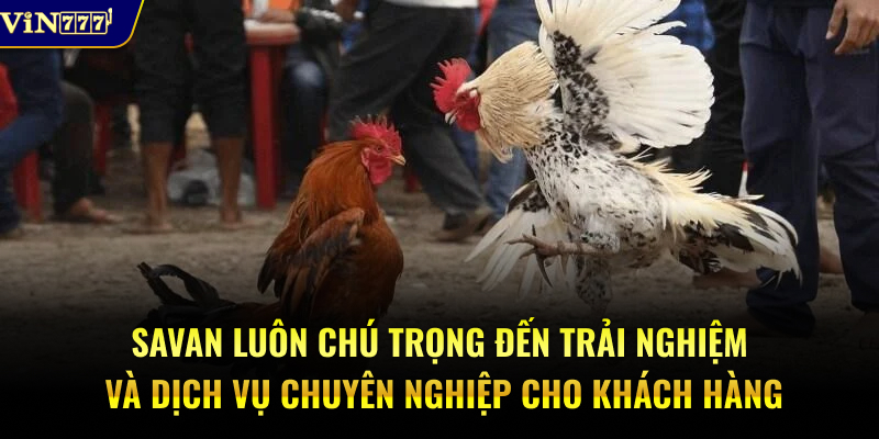 Trường gà Savan luôn chú trọng đến trải nghiệm và dịch vụ chuyên nghiệp cho khách hàng