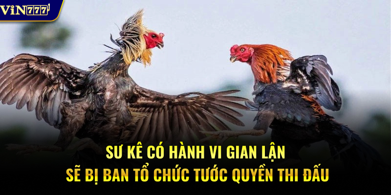 Sư kê có hành vi gian lận sẽ bị ban tổ chức tước quyền thi đấu