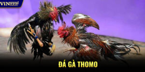 Đá gà Thomo