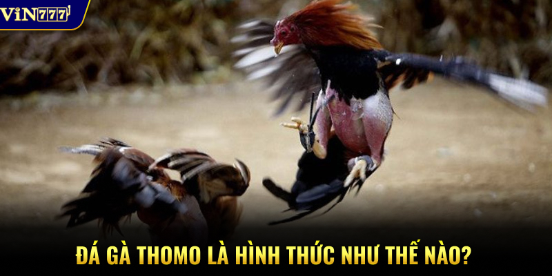 Đá gà Thomo là hình thức như thế nào?