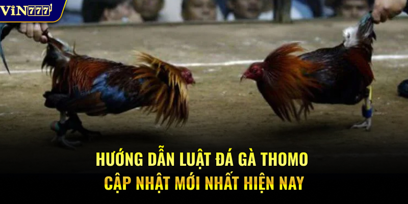 Hướng dẫn luật đá gà Thomo cập nhật mới nhất hiện nay